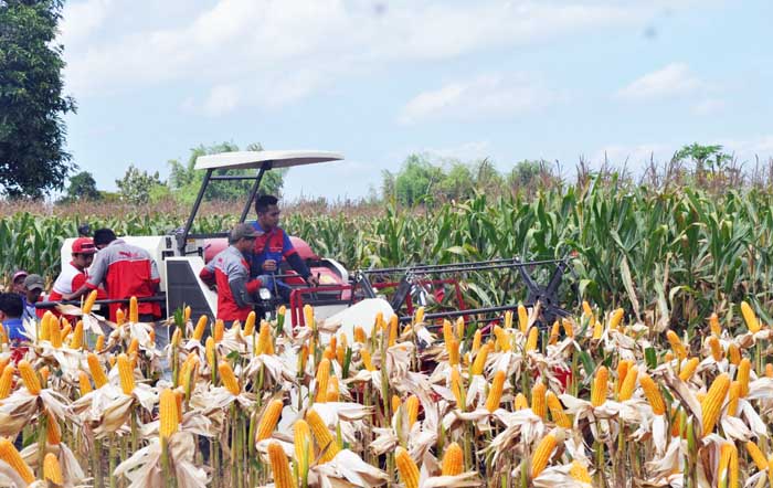 Surplus 12,98 Juta Ton PK, Produksi Jagung 2018 Diprediksi Capai 30 Juta Ton PK